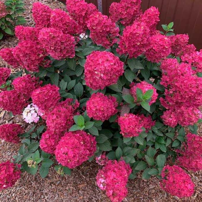 Гортензія волотиста Фрамбозін ренсам, 1.5 річні саджанці