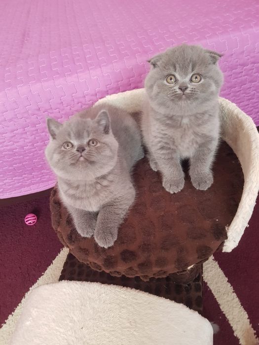 Scottish fold fêmea