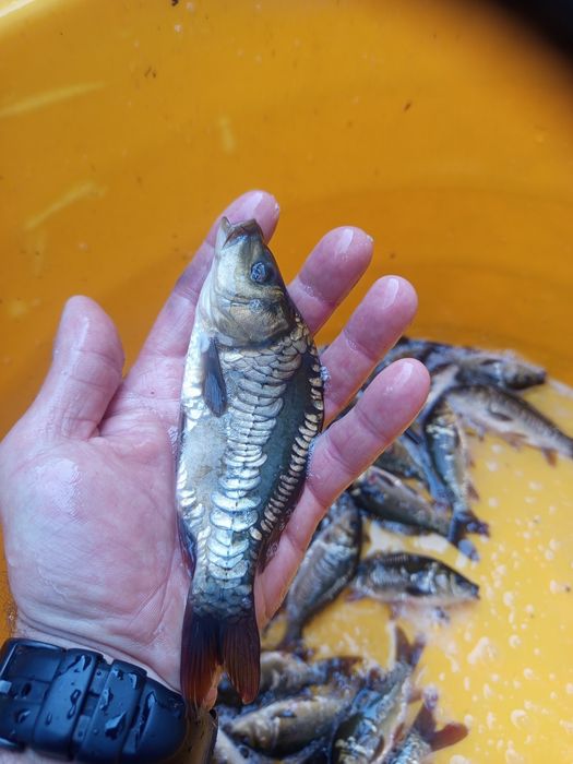 Karp królewski w sprzedaży