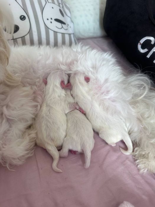 Вязка мальтийская болонка