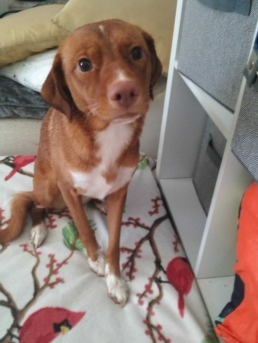 Cadela para adoção