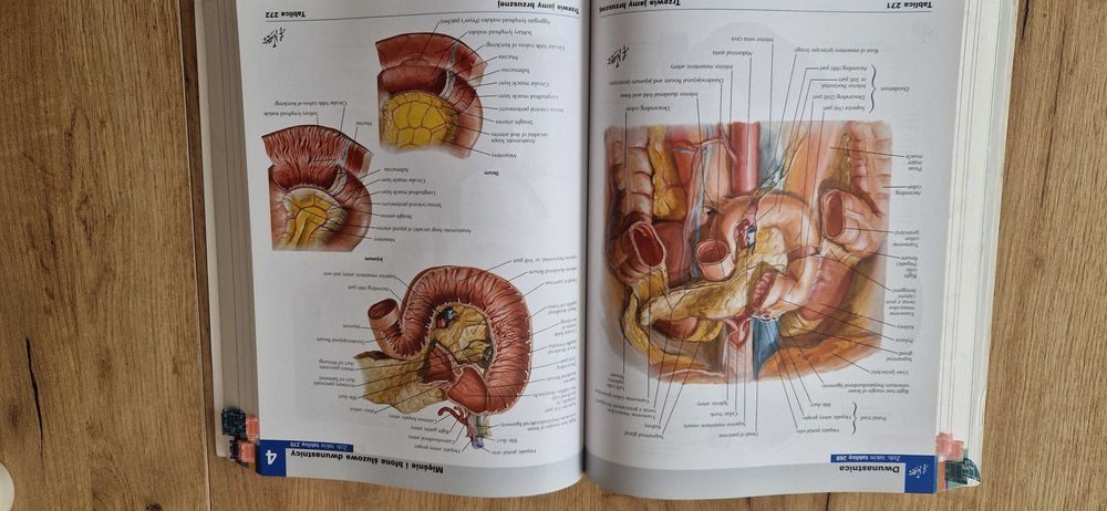 Atlas anatomii człowieka Netter angielskie mianownictwo