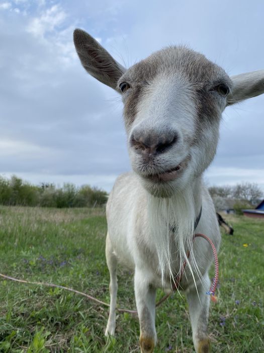 Кози на вибір мішана порода