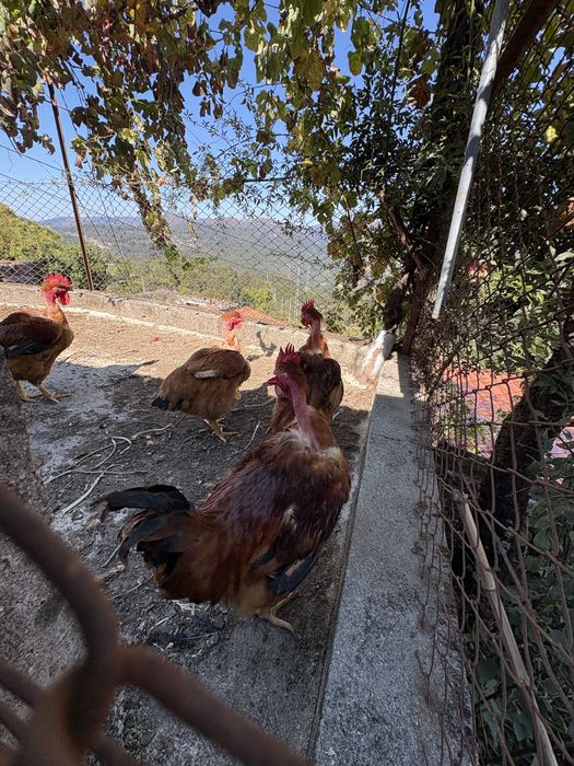 Galos para venda