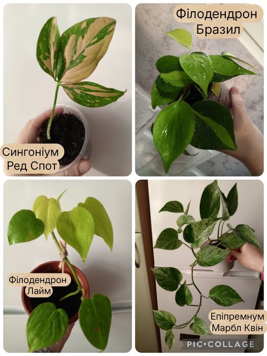 Набір сукулентів. Невибагливі. Суккулент