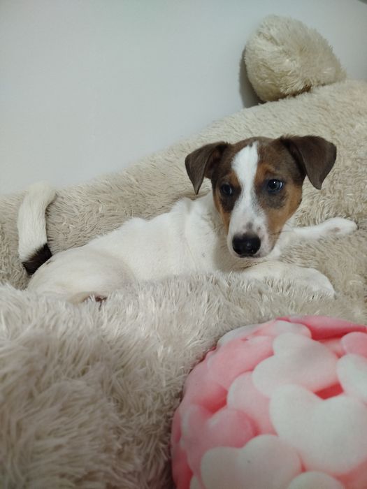 Okazja Jack Russell terrier