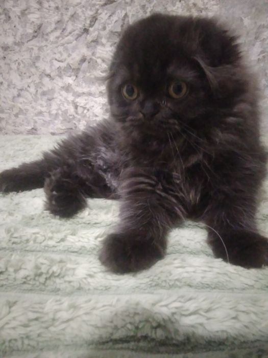 Шотландський красунчик