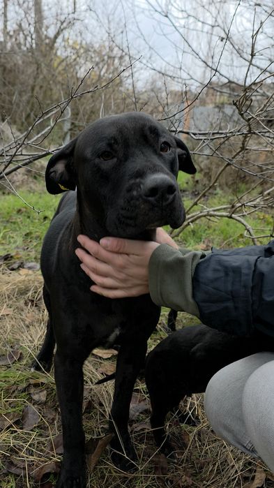 Метиси стаффа Віддам у добрі родини