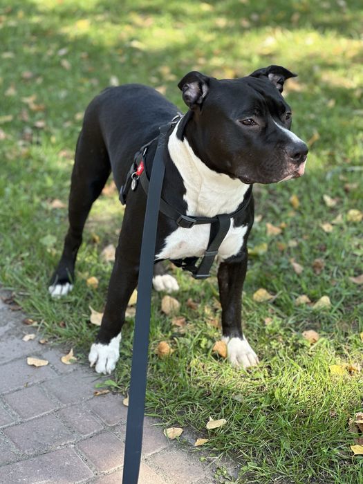 Амстаф для вʼязки