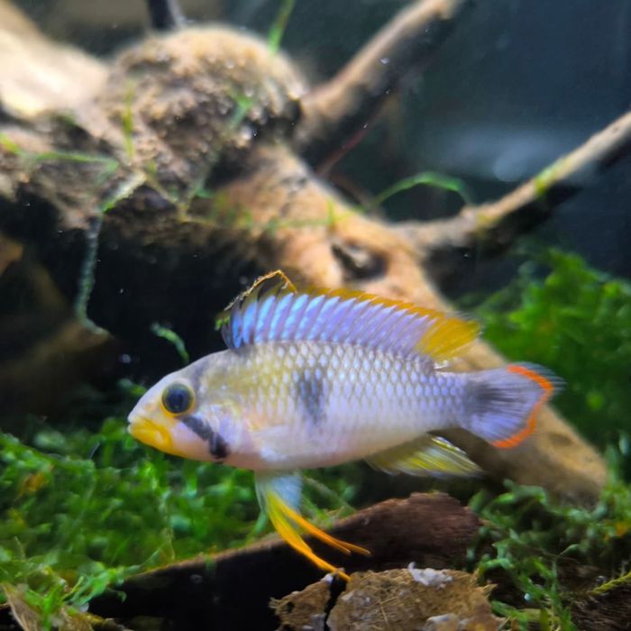 Apistogrammas  panduro