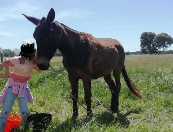Parelha de machos