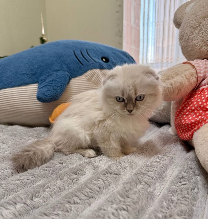 Шотландське висловухе кошеня