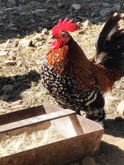Sprzedam koguta karzełka łapciatego