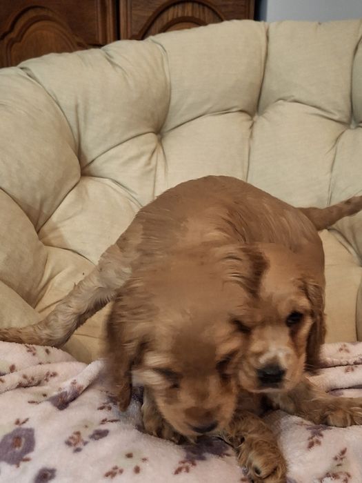 Cocker spaniel złoty piesek