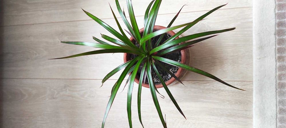 Драцена Самовивіз центр