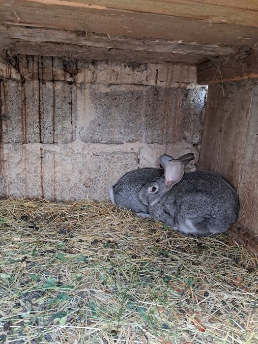 Króliki młode mieszańce 5 sztuk