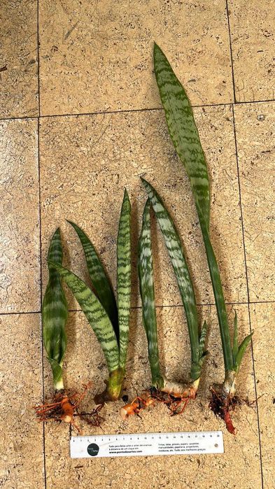 Planta espada-de-são-jorge ou Sanseveria trifasciata