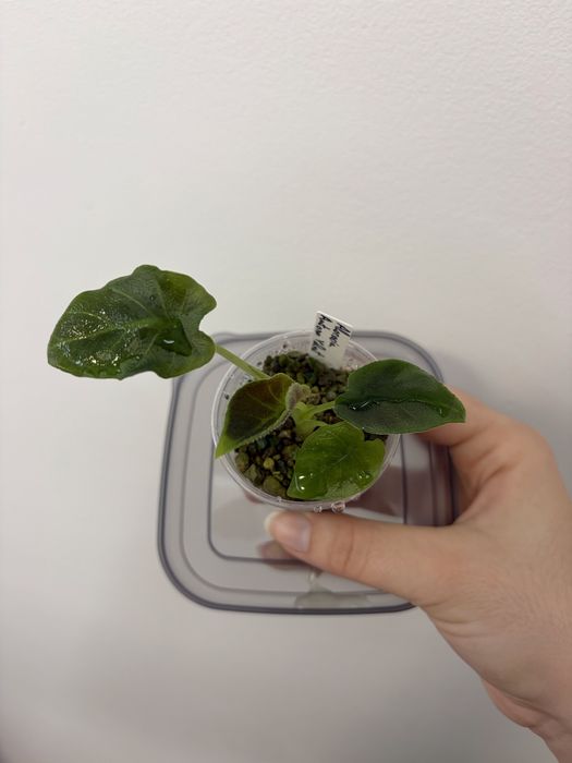 Alocasia Antoro Velvet