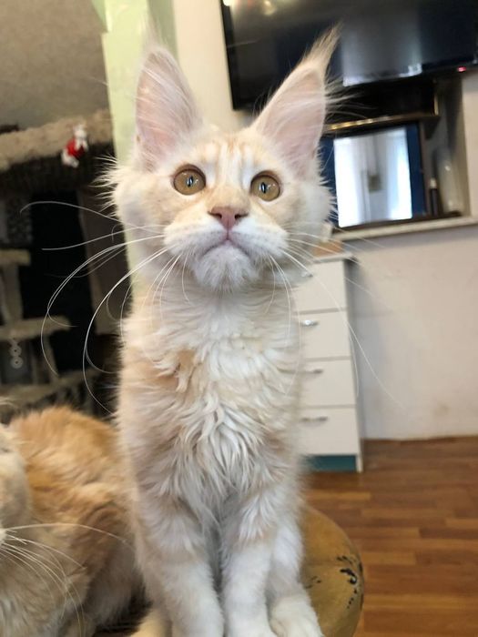 Мейн кун  рудий хлопчик і дівчинка.