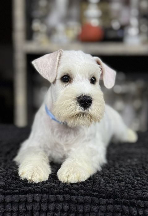 Щенок белого цвергшнауцера