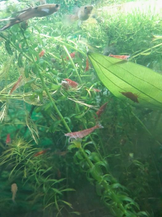 Neocaridina davidi