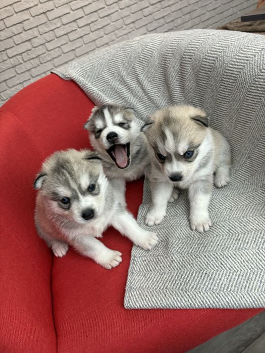 Щенки Сибирской Хаски