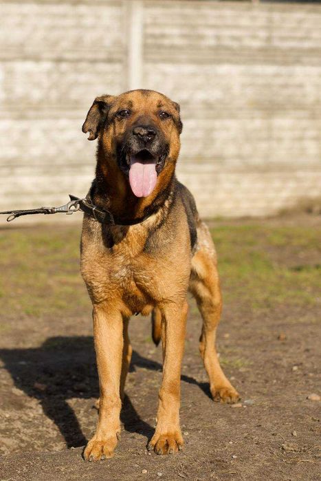 Dragon szuka nowego domu