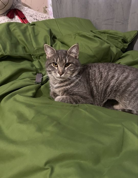 Котики в хорошие руки , кошенята в люблячі руки