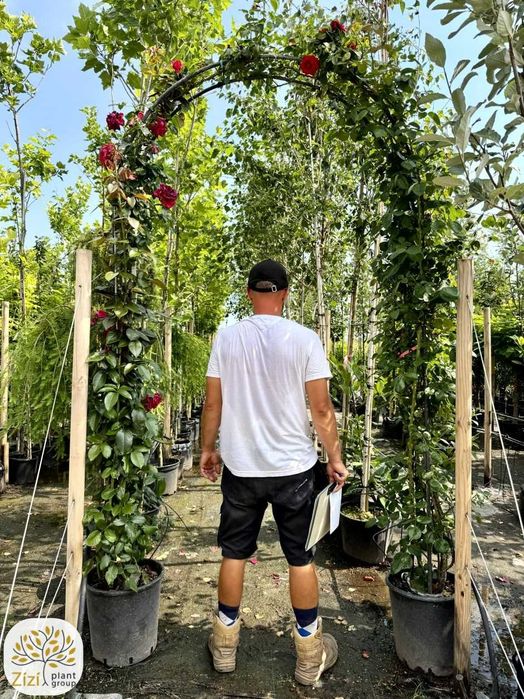 Róża pnąca na łuku 220cm, gotowy kwitnący łuk, rosa