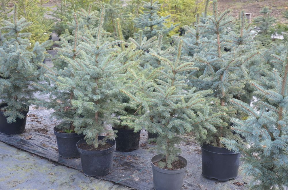 Новогодняя живая елка,сосна для дома,улицы Коника,Маджестик Блю,Глаука