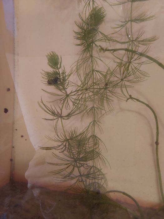 Водоросли аквариумные