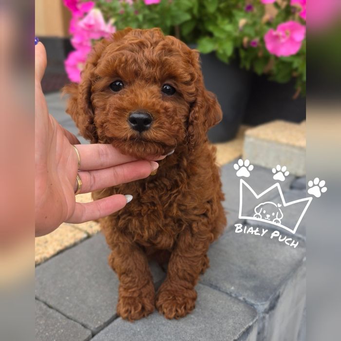 Pudel toy chiny Red badania wyprawka paszport