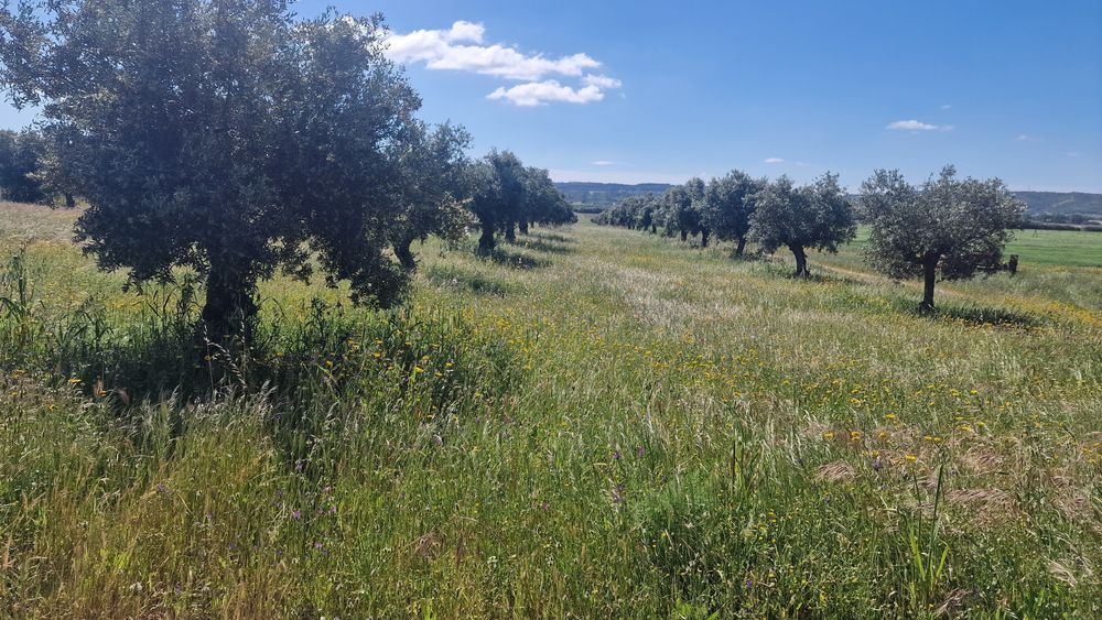 Terreno em Montalvo constância corela grande santarem  distrito Santar