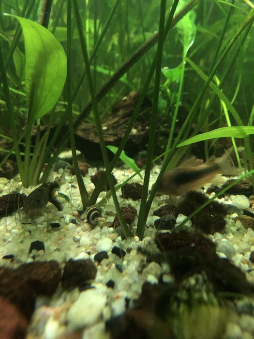 Ślimaki Helenki (Anentome helena) z własnego akwarium