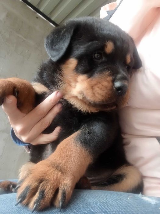 Ротвейлера цуценята