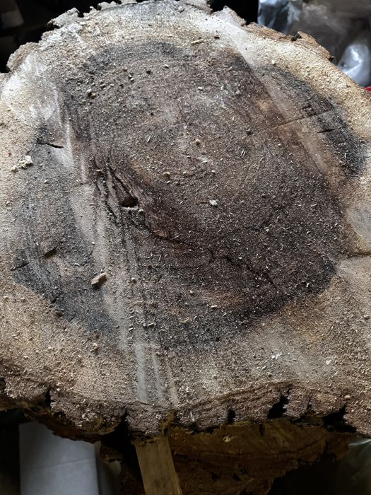 Plaster drewna wierzba stolik kawowy naturalne drewno
