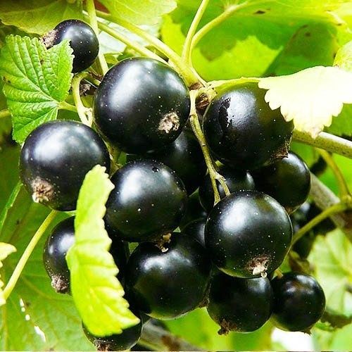 Продам саженцы  чёрной смородины