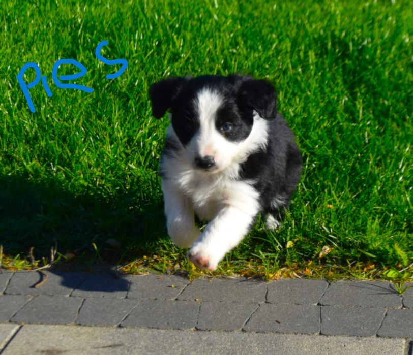 pies Border Colie