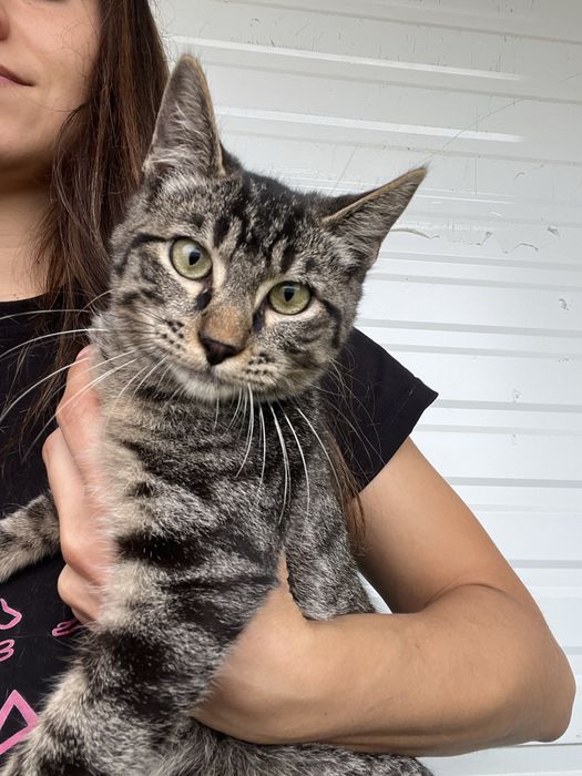 Oliver- Gatinho para Adoção