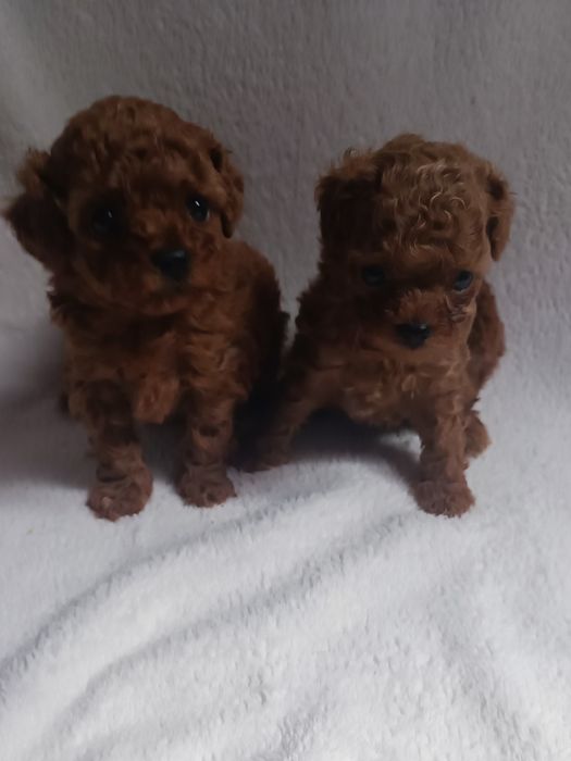 Pudel chiński toy, suczka