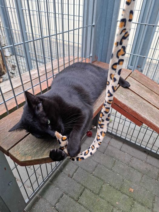 Czarny Kraken wypatruje domu zza krat częstochowskiego schroniska