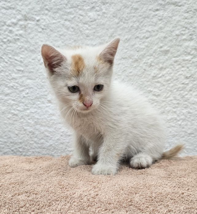 Kocurek do adopcji w dobre ręce piękny niewychodzący