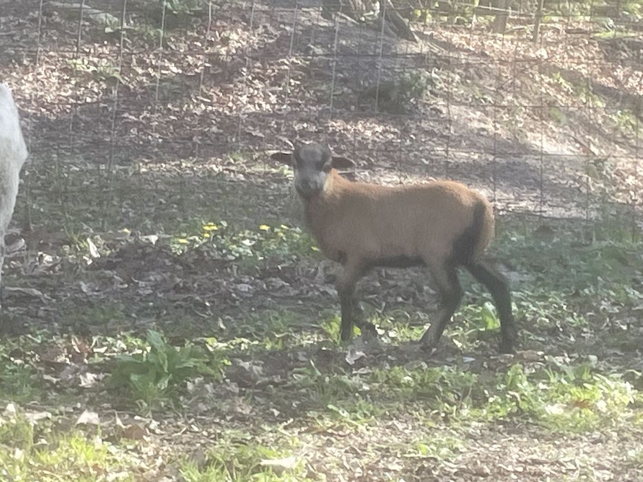 Ovelhas de raça pura