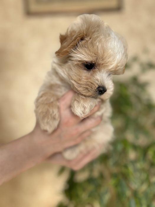 Карамельний мальтіпу міні — стильний маленький друг