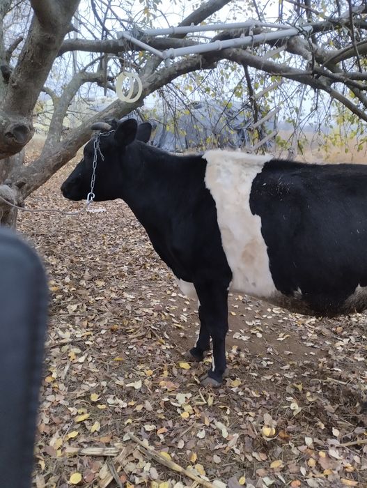 Продам дийну корову