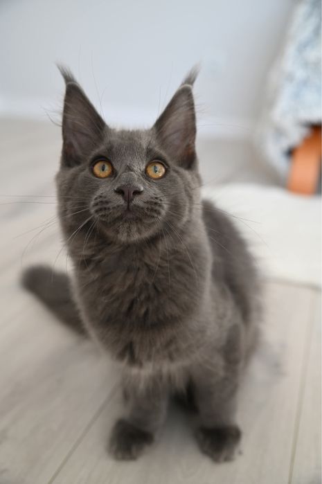 Kotka Maine Coon