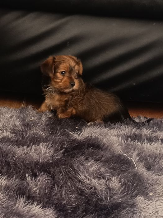 Yorkshire Terrier gold lindíssimo, vacinado e desparasitado