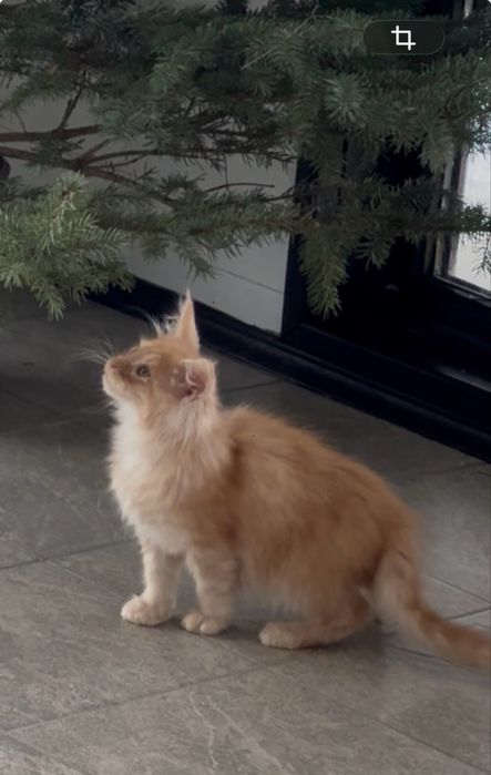 Мейн-Кун Мальчик ,RED SMOKE,котята