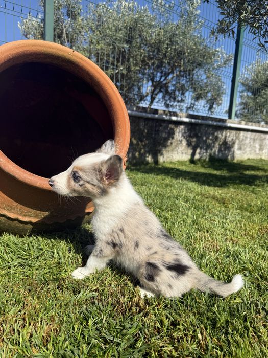 Border Collie Macho Merle