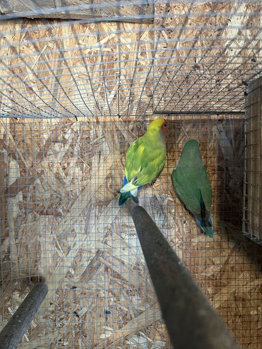 Casais Agapornis Roseicollis e Fisher